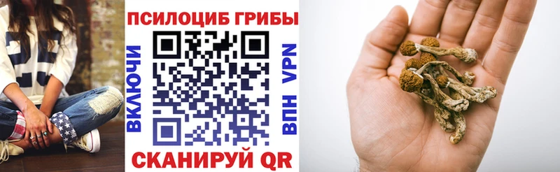 Купить  Красково  Псилоцибиновые грибы Psilocybine cubensis 